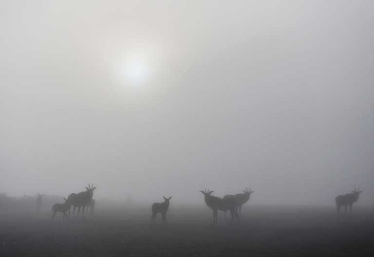 Roan-Antilopen im Nebel des Nyika Nationalparks © Foto: Bernd Gerlach