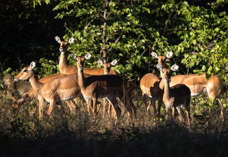 Impala im Liwonde Nationalpark © Foto: Dana Allen | Robin Pope Safaris