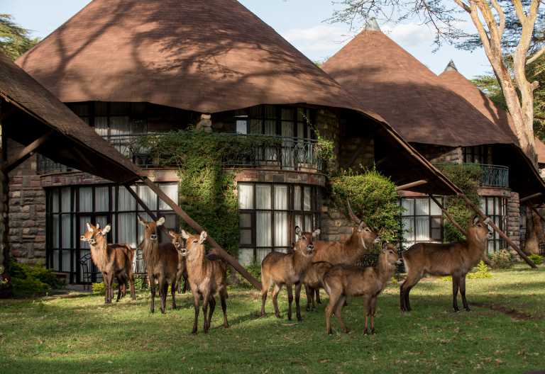Wasserböcke im Garten des Lake Naivasha Sopa Resort © Foto: Sopa Lodges