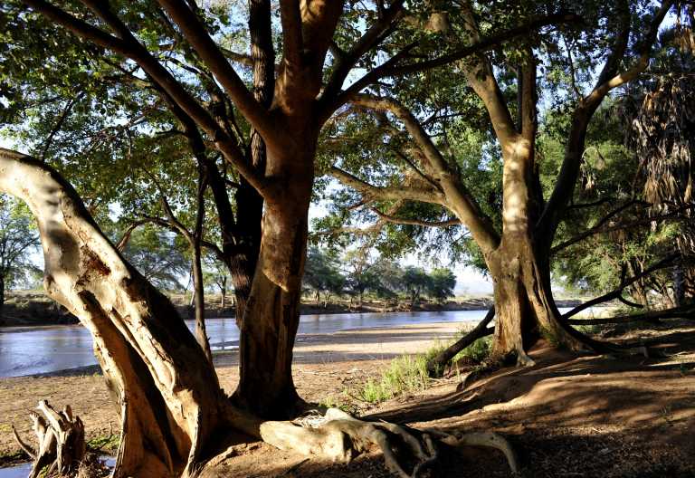 Flusslandschaft vor dem Camp, Larsens Camp, Samburu © Foto: Svenja Penzel