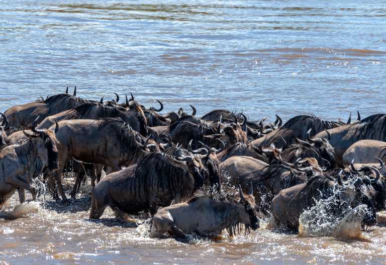 Gnus durchqueren den Mara-Fluss in der nördlichen Serengeti © Foto: Marco Penzel | Outback Africa