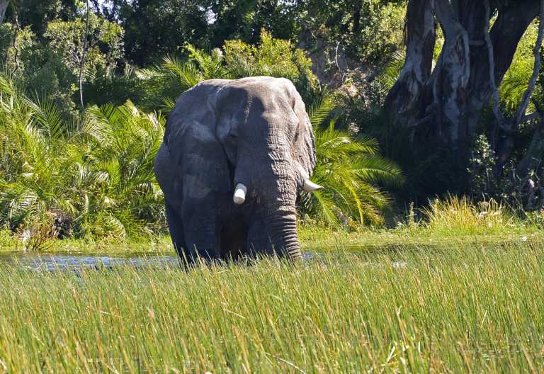 Elefant im Paradies, Pelo Camp, Okavango-Delta © Foto: Ulrike Pârvu | Outback Africa