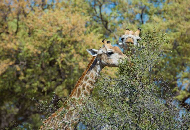 Giraffen im Khwaigebiet, Machaba Camp © Foto: Andrew Howard for Machaba Safaris