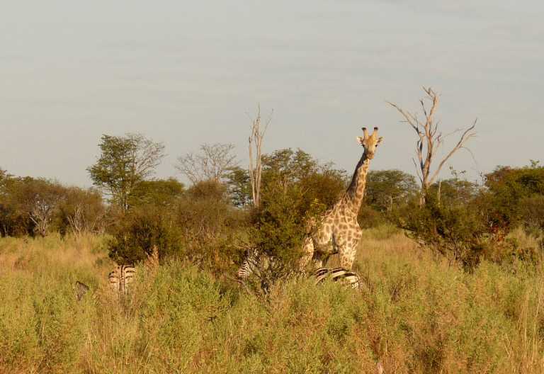 Giraffen und Zebras, Gomoti Plains © Foto: Ulrike Pârvu | Outback Africa