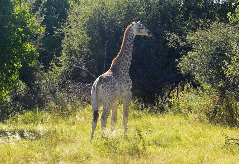 Giraffe auf Hunda Island, Okavango-Delta © Foto: Ulrike Pârvu | Outback Africa