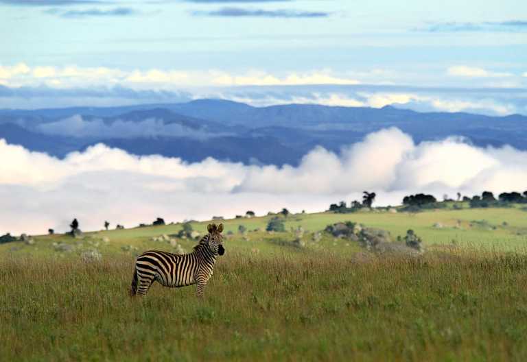 Zebra im Nyika Nationalpark © Foto: Dana Allen