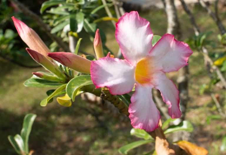 Blütenpracht am Indischen Ozean © Foto: Marco Penzel | Outback Africa