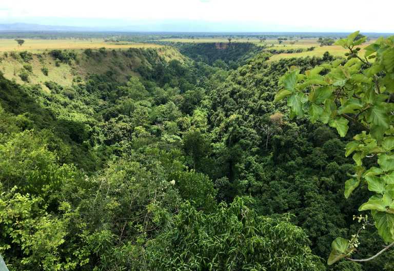 Dichter Regenwald in der Kyambura Gorge, Uganda © Foto: Svenja Penzel | Outback Africa