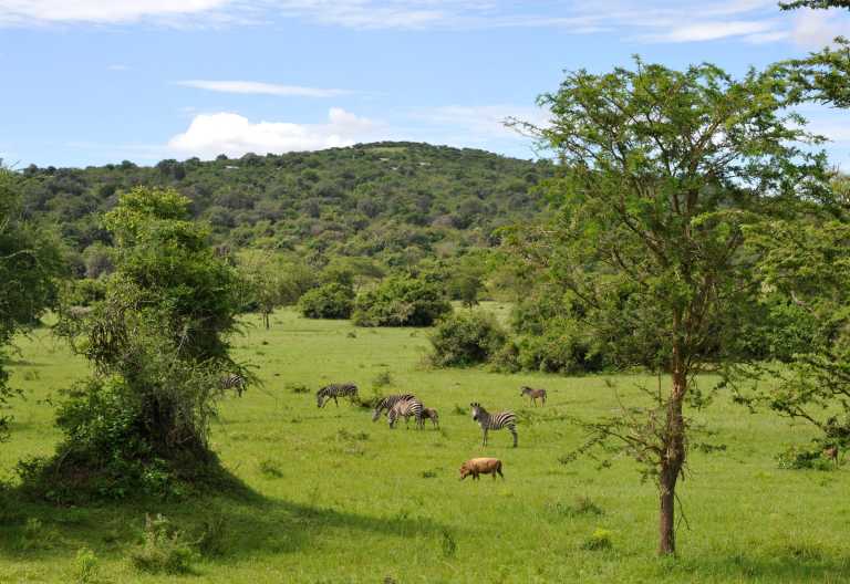 Zebras und Warzenschwein im Lake Mburo Nationalpark © Foto: Svenja Penzel @ Outback Africa