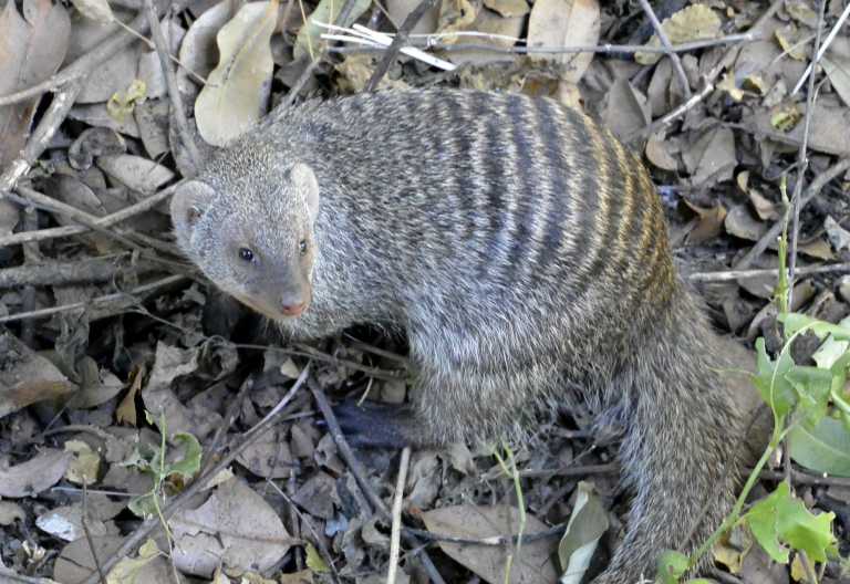 Einer der Resident Mungos des Jao Camps, Okavango Delta © Foto: Ulrike Pârvu | Outback Africa