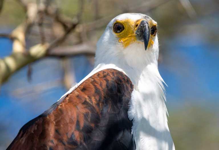 Schreiseeadler im Liwonde Nationalpark © Foto: Dana Allen | Robin Pope Safaris