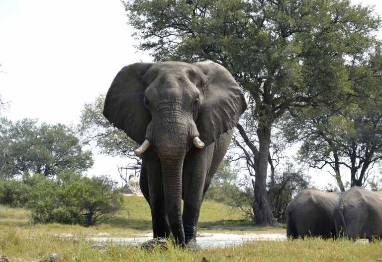Camelthorn Lodge, Hide © Foto: Ulrike Pârvu | Outback Africa