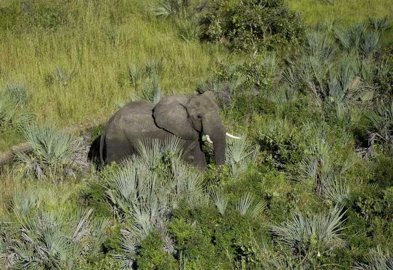 Litte Tubu Camp, Elefant in der Jao Konzession © Foto: Dana Allen  Wilderness Safaris
