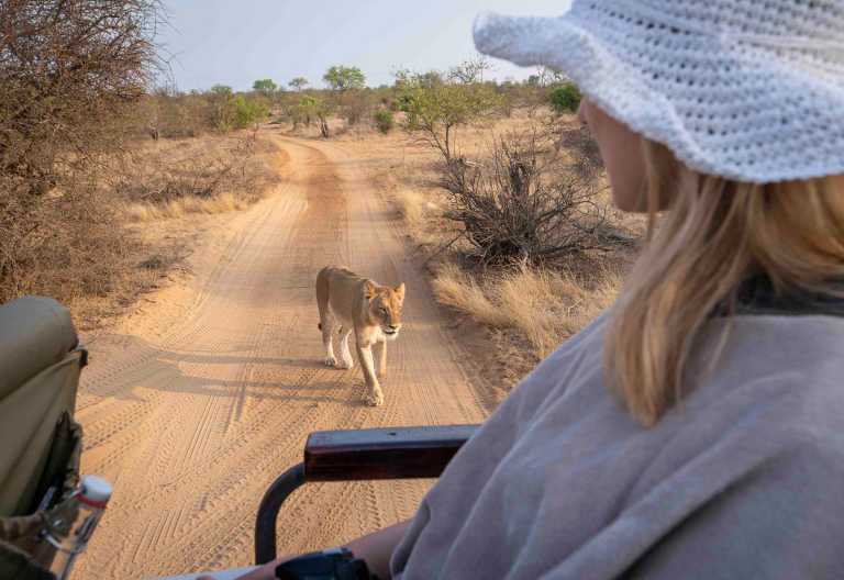 Löwenbegegnung auf Pirschfahrt Nambu Camp © Foto: Rogan Kerr/Sun Destinations