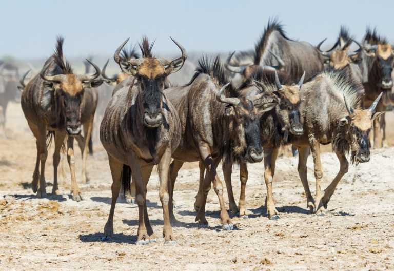Gnuherde in den Salzpfannen, Leroo La Tau © Foto: Desert&Delta