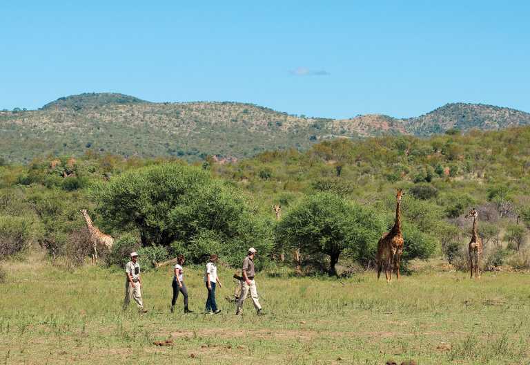 Madikwe Dithaba Lodge, Pirschwanderung © Foto: Madikwe Dithaba Lodge