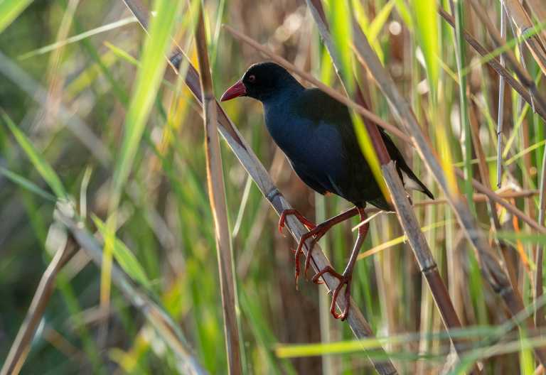 Handelt es sich hier im ein Afrikanisches Sultanshuhn (Lesser Gallinule)? © Foto: Marco Penzel | Outback Africa