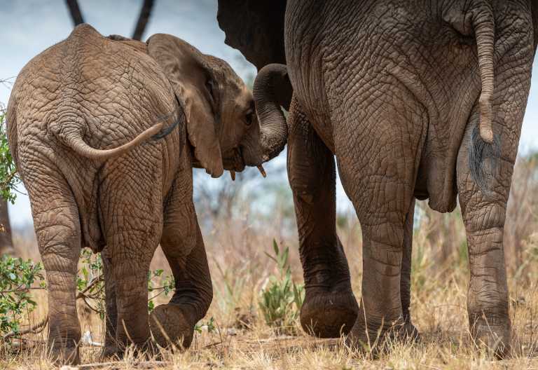 Junger Elefant mit Mutter in Samburu © Foto: Marco Penzel | Outback Africa