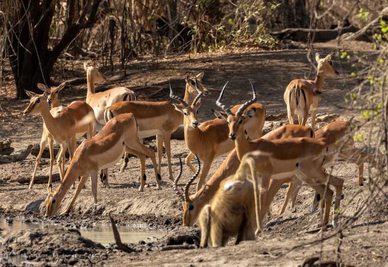 Impalas am Wasserloch des Kanga Camps, Mana Pools © Foto: Marco Penzel | Outback Africa