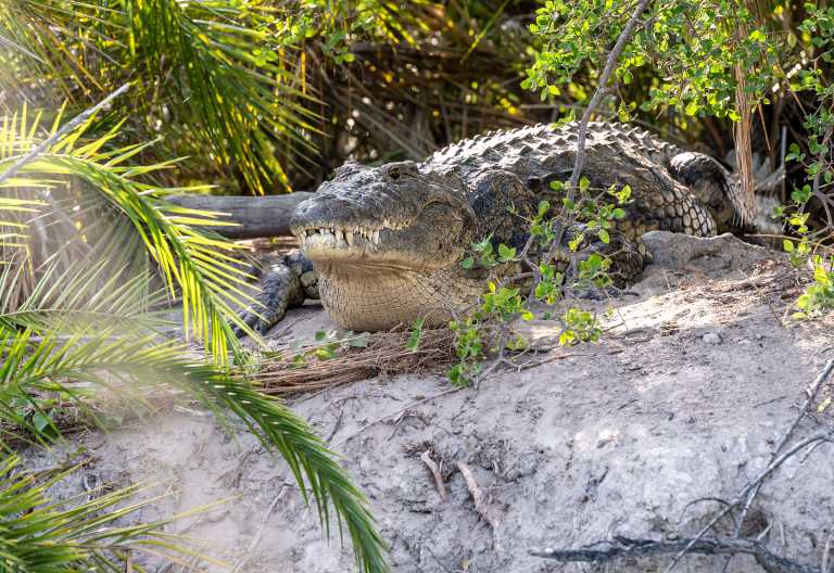 Krokodil im Okavango-Delta © Foto: Marco Penzel | Outback Africa