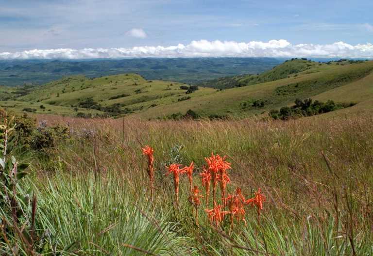 Pflanzenreichtum und herrliche Ausblicke im Nyika Nationalpark © Foto: Dana Allen