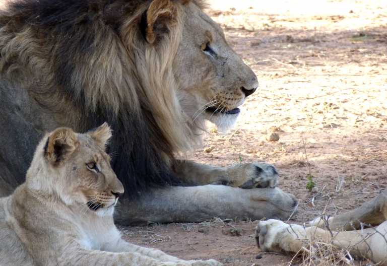 Pirschfahrt im Marakele Nationalpark, Löwenrudel © Foto: Jens Doering | Outback Africa