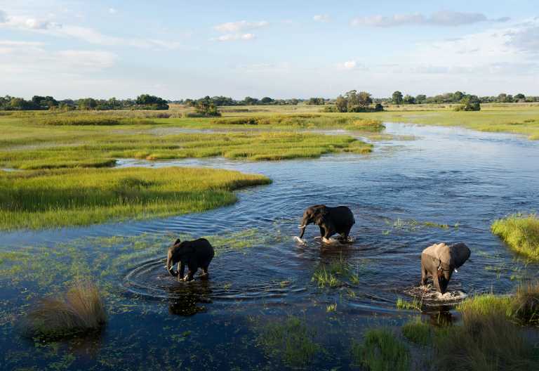 Elefanten in der Nähe des Jacana Camps © Foto: Dana Allen | Wilderness Safaris