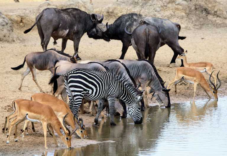 Vuma Hills Tented Camp, Tiervielfalt im Mikumi Nationalpark © Foto: Foxes Safari Camps