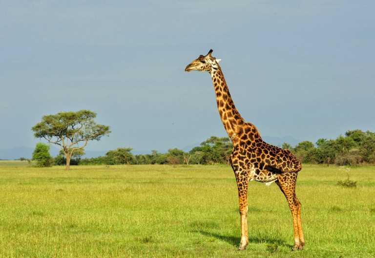 Giraffe im Grumetigebiet © Foto: Marco Penzel | Outback Africa