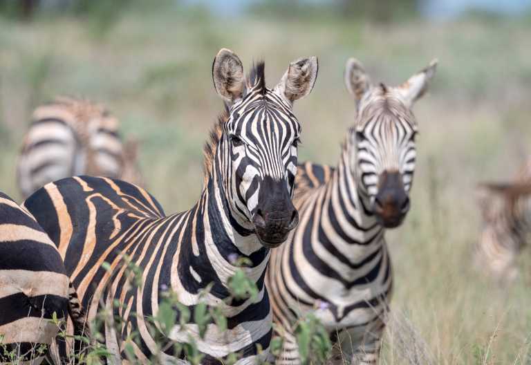 Zebras im Lumo-Schutzgebiet &copy; Foto: Elise Penzel