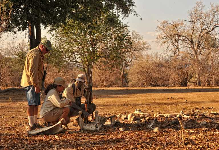 Pirschwanderung in Mana Pools © Foto: African Bush Camps