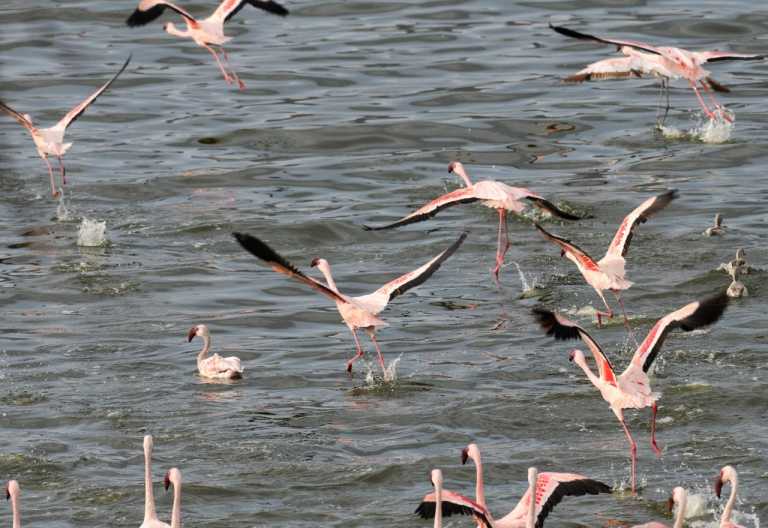 Flamingos im Nakurugebiet © Foto: Bernd Gerlach