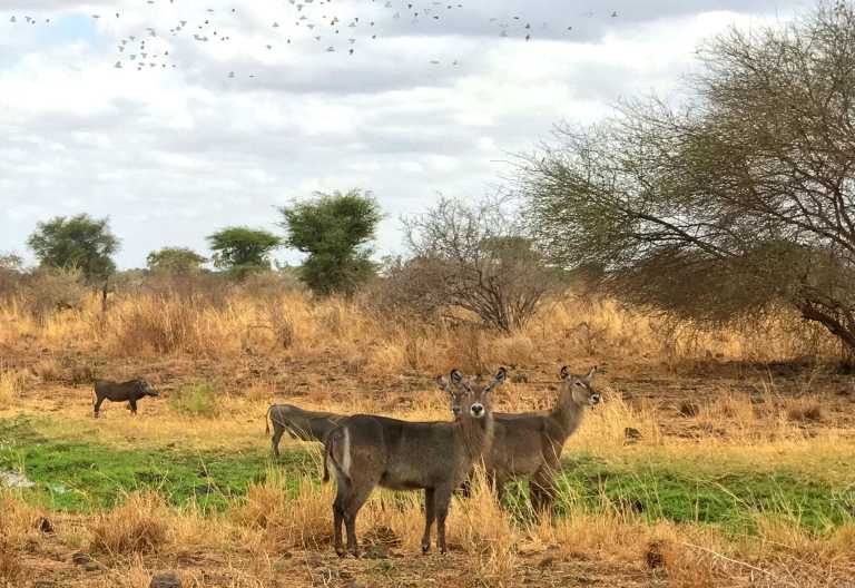 Wasserböcke, Elsas Kopje, Meru Nationalpark © Foto: Svenja Penzel | Outback Africa