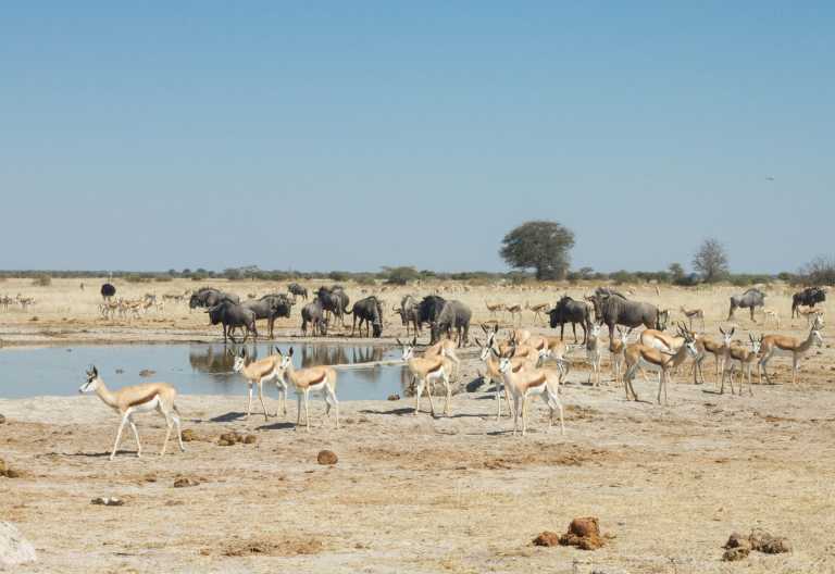 Herden an einem Wasserloch im Nxai Pan, Leroo La Tau © Foto: Desert&Delta