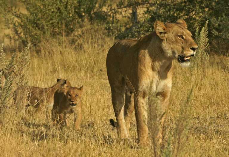 Löwin mit Jungen im Moremi-Wildreservat. © Foto: Heiko Genzmer