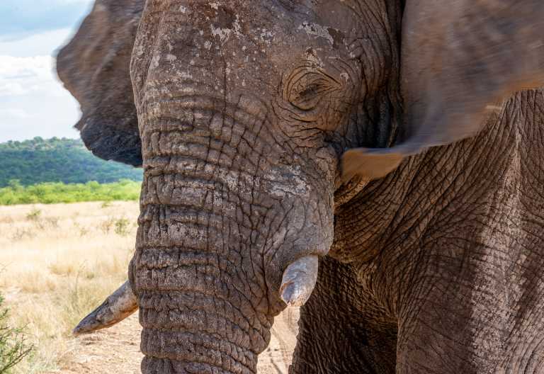 Elefantenbulle &copy; Foto: Marco Penzel | Outback Africa