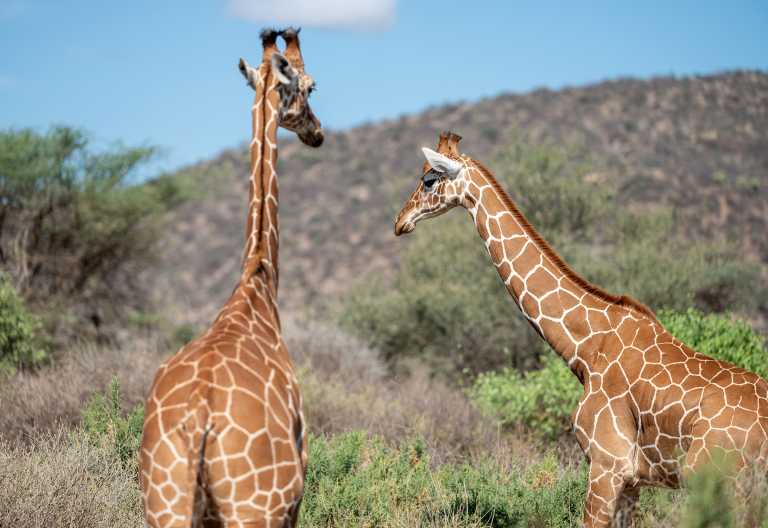 Netzgiraffen in Samburu &copy; Foto: Elise Penzel