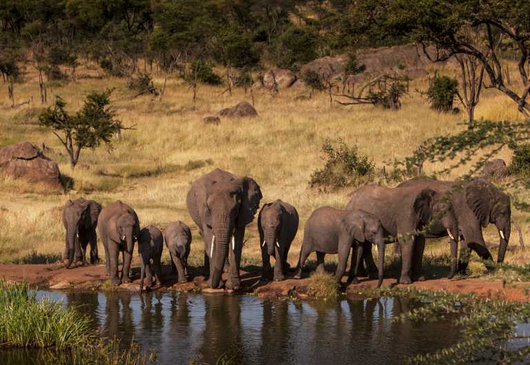 Wasserloch vor der Four Seasons Safari Lodge, Serengeti © Foto: Richard Waite for Four Seasons Group