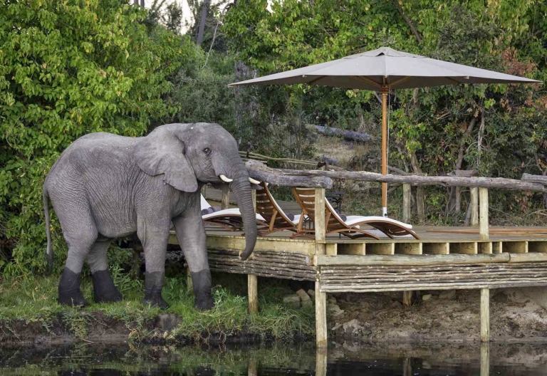 Litte Tubu Camp, Besuch im Camp © Foto: Dana Allen | Wilderness Safaris