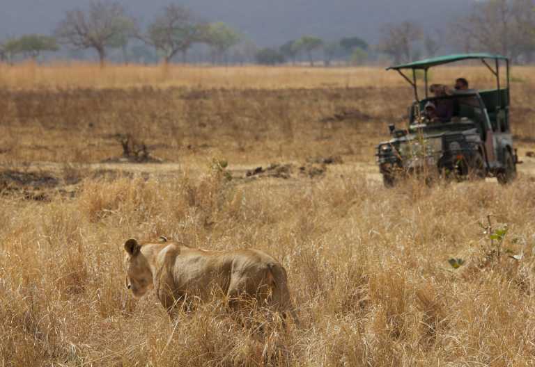 Vuma Hills Tented Camp, Pirschfahrt im Mikumi Nationalpark © Foto: Foxes Safari Camps