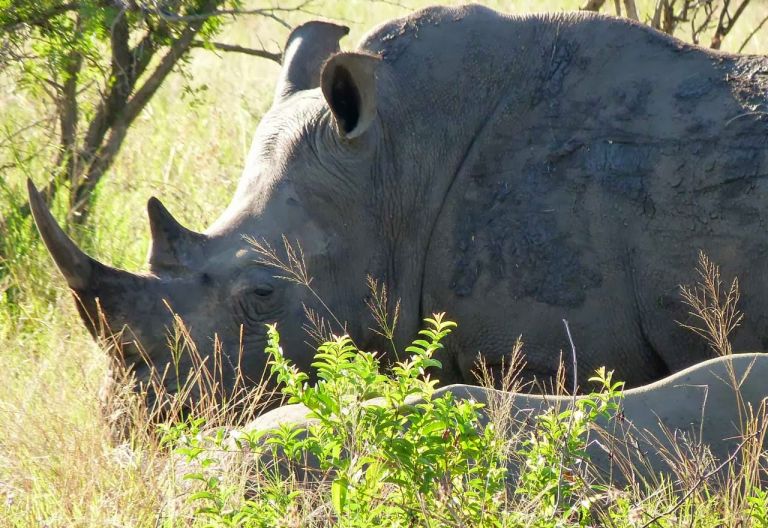 Rhino Post Safari Lodge, Spitzmaulnashorn © Foto: Jens Döring | Outback Africa