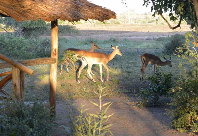 Satao Camp, Impalas im Camp am Morgen  © Foto: Susanne Schlesinger | Outback Africa