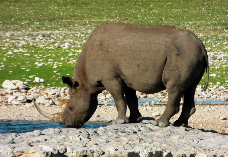 Spitzmaulnashorn im Etosha Nationalpark © Foto: Heidi Lang