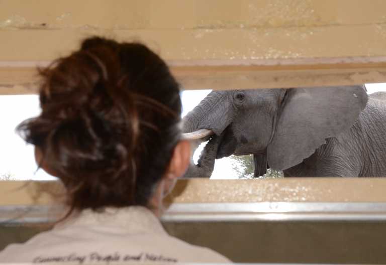 Camelthorn Lodge, Hide