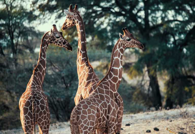 Netzgiraffen im Samburu Wildreservat, Ashnil Samburu © Foto: Ashnil Hotels