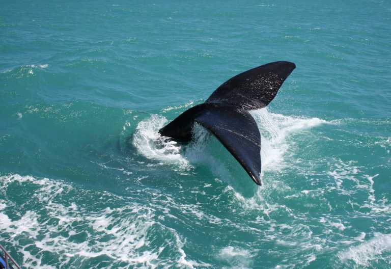 Wal vor der Küste Südafrikas &copy; Foto: Terra Nova