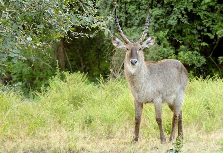Wasserbock im Liwonde Nationalpark © Foto: Marco Penzel | Outback Africa