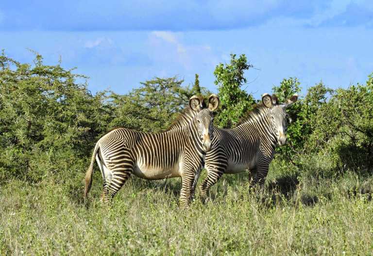 Lewa Conservancy, Grevy-Zebras © Foto: Svenja Penzel | Outback Africa