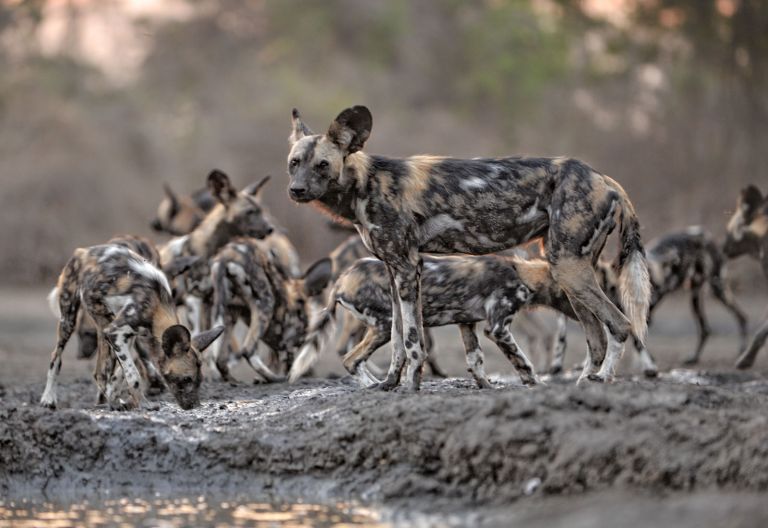 Wildhunde im Mana Pools Nationalpark