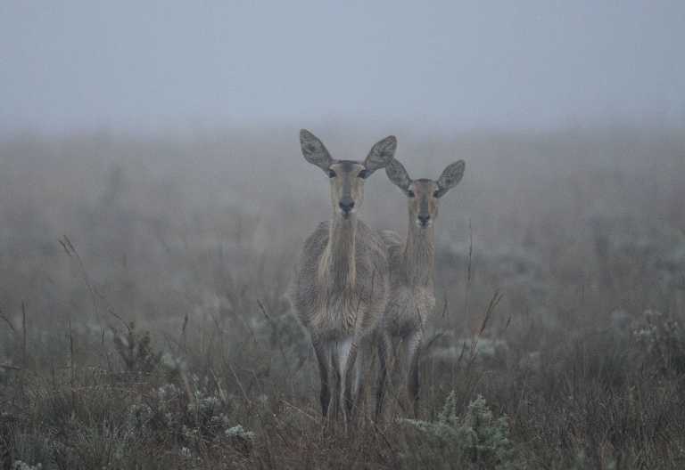 Bergriedböcke im Nebel, Nyika Nationalpark © Foto: Bernd Gerlach